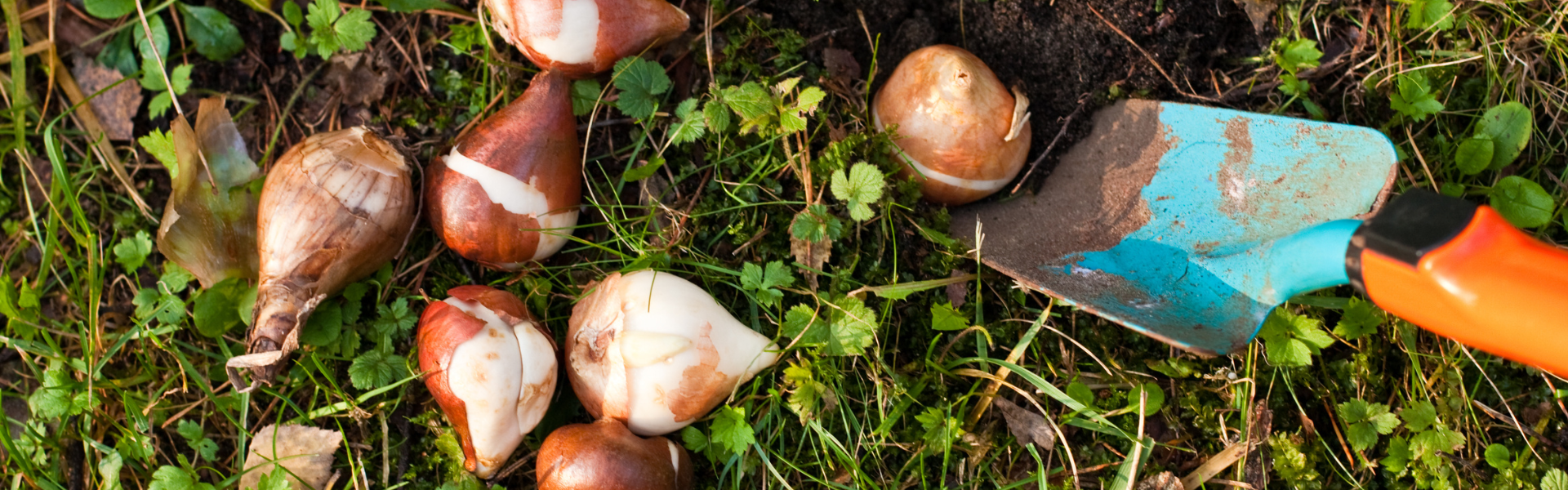 Plant bloembollen