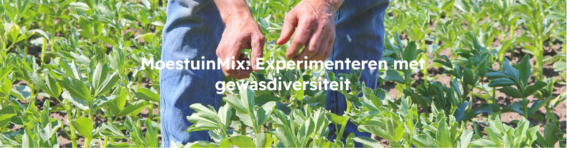 Schermafbeelding 2024-12-05 164127