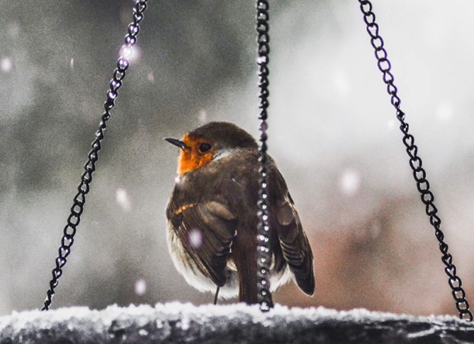 Foto_vogeltelling