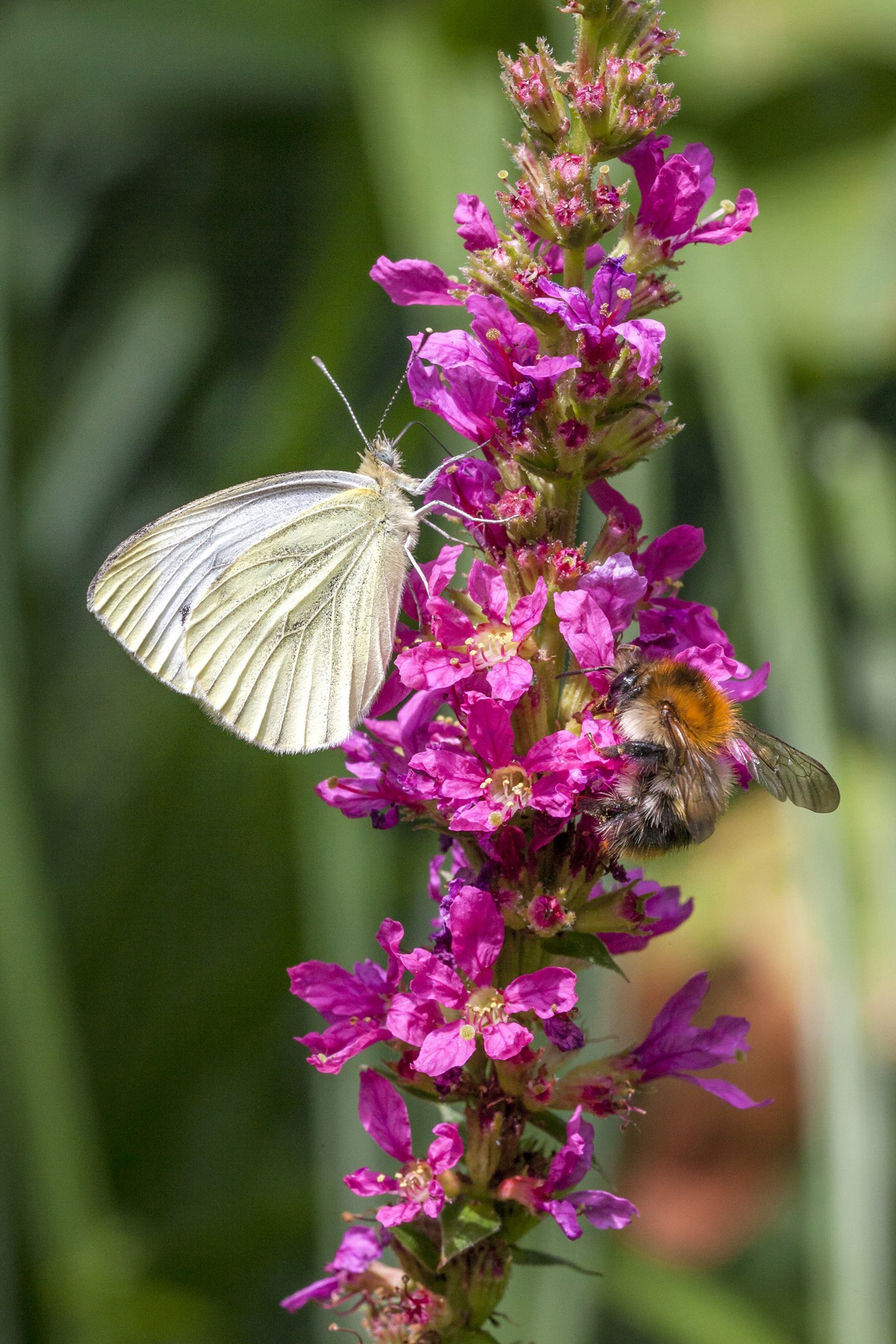 insecten 01