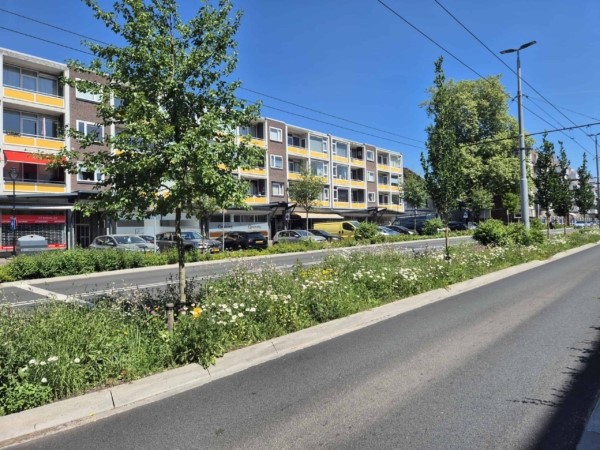 Adviezen vergroening steden