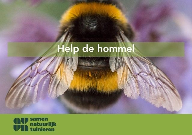 Foto van een hommel