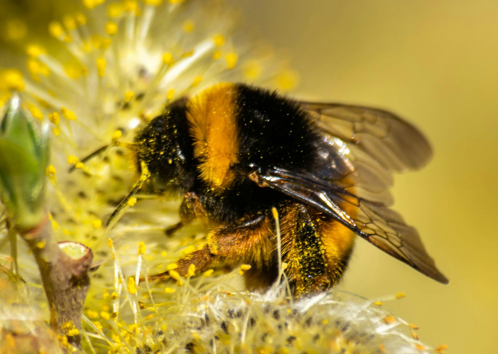 hommel pexels-erickgonzalez718-30884616