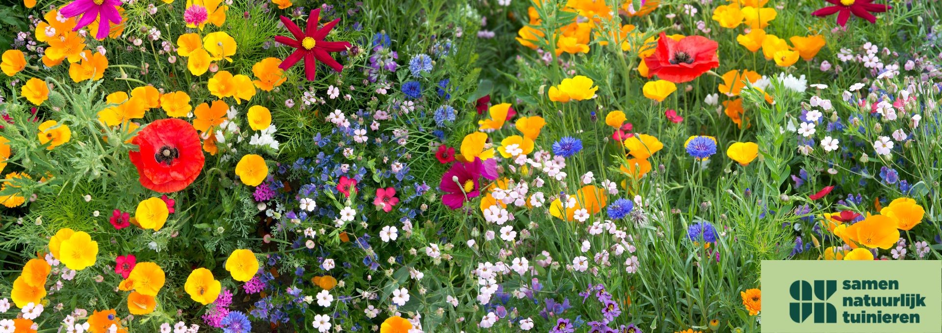 Bloemen en biodiversiteit