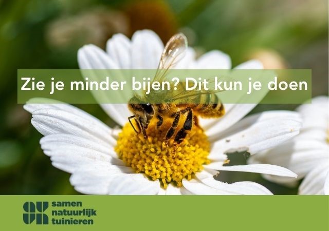Zie je minder bijen? Dit kun je doen