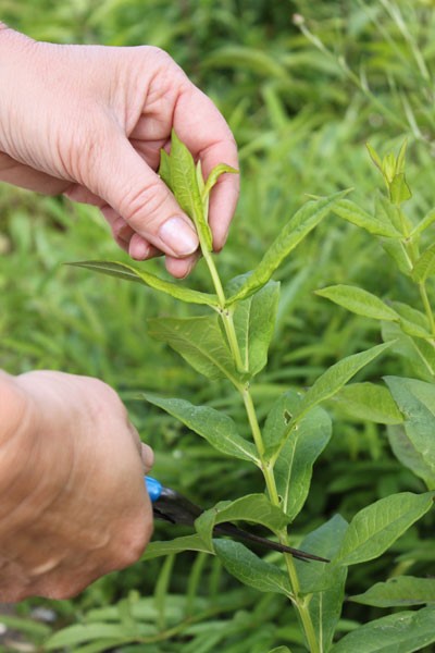 Toppen-van-de-Phlox-©AnnekevanderWerff.jpg