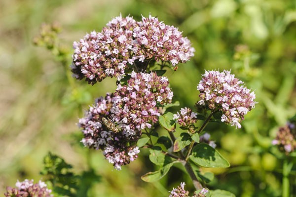 Wilde-marjolein-Duin-en-kruidberg-middenherenduin-Zuid-Kennemerland-Martin-Stevens-medium.jpg