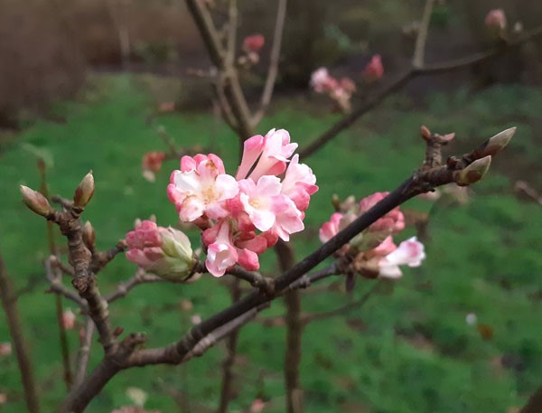 Viburnum-bodnantense-Charles-Lamont-MachteldKlees-TLwinter21.jpg