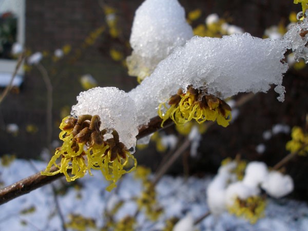 Hamamelis-Arnolds-Promise,-sneeuw-MachteldKlees-TLwinter21.jpg