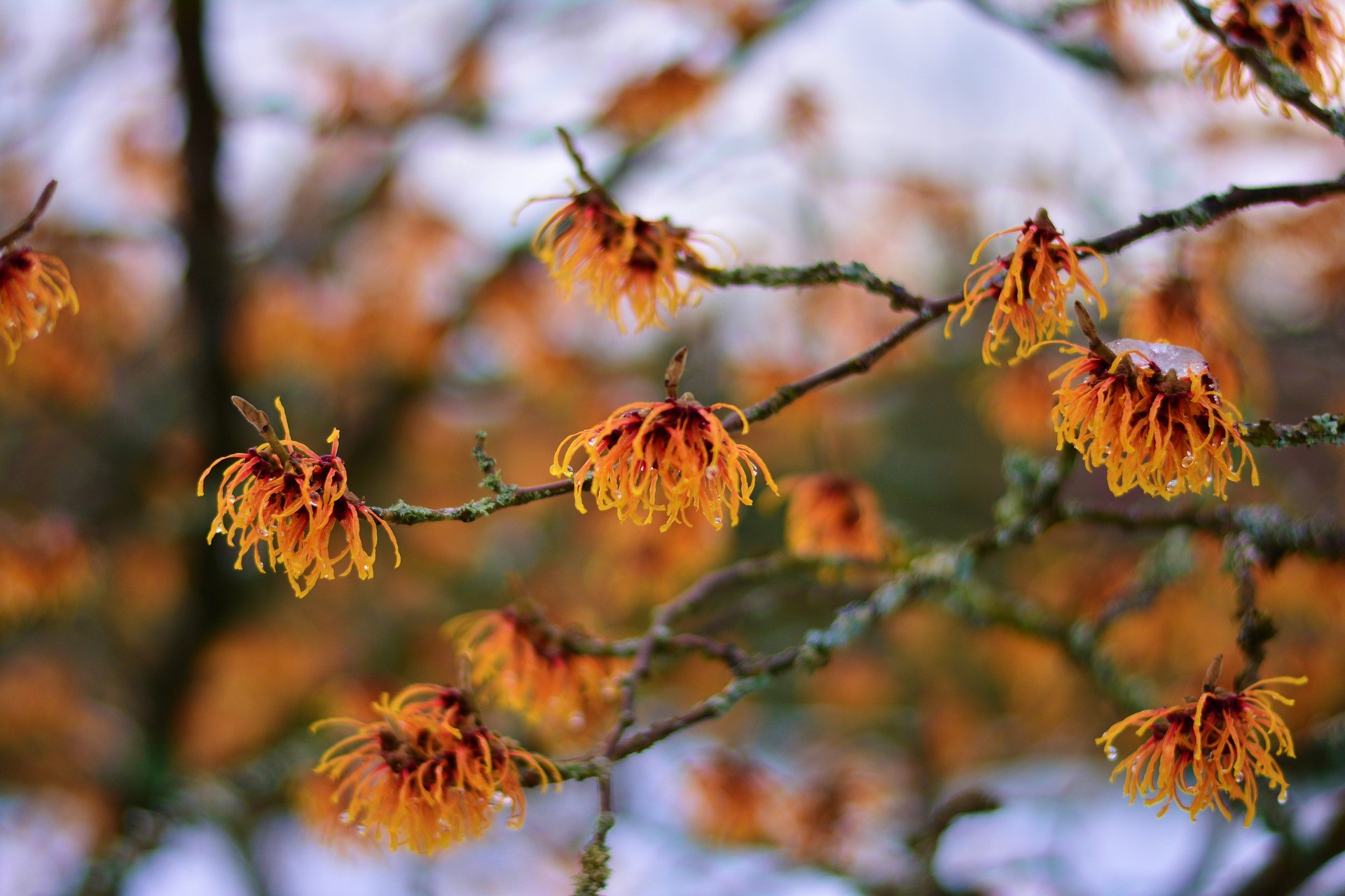 Toverhazelaar witch-hazel-congerdesign-gb8989a5f2_1920.jpg