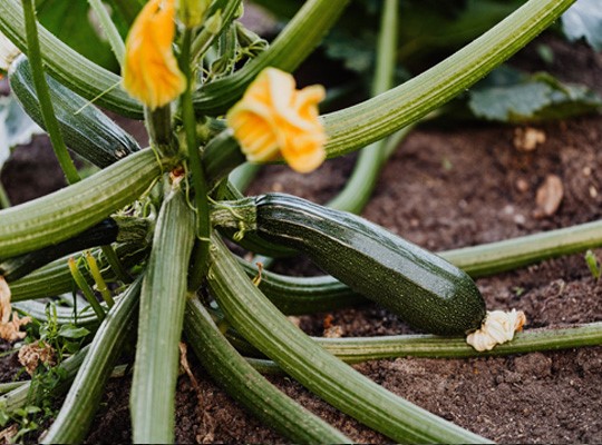 Courgette Katrolina Grabowska.jpg