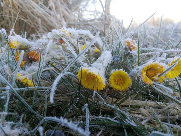 Fotowedstrijd-winterkleuren---lente-2022---klein-hoefblad--hans-schild.jpg