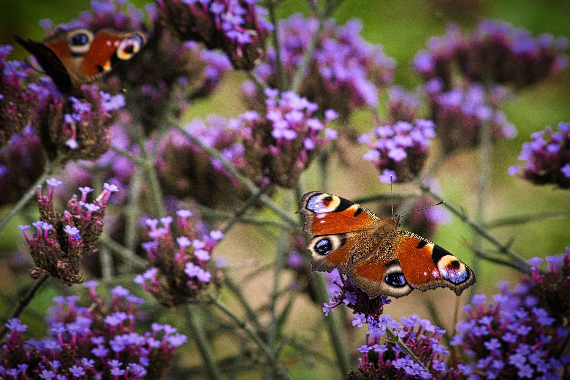 Ijzerhard - peacock-butterfly-g77e856886_1920.jpg