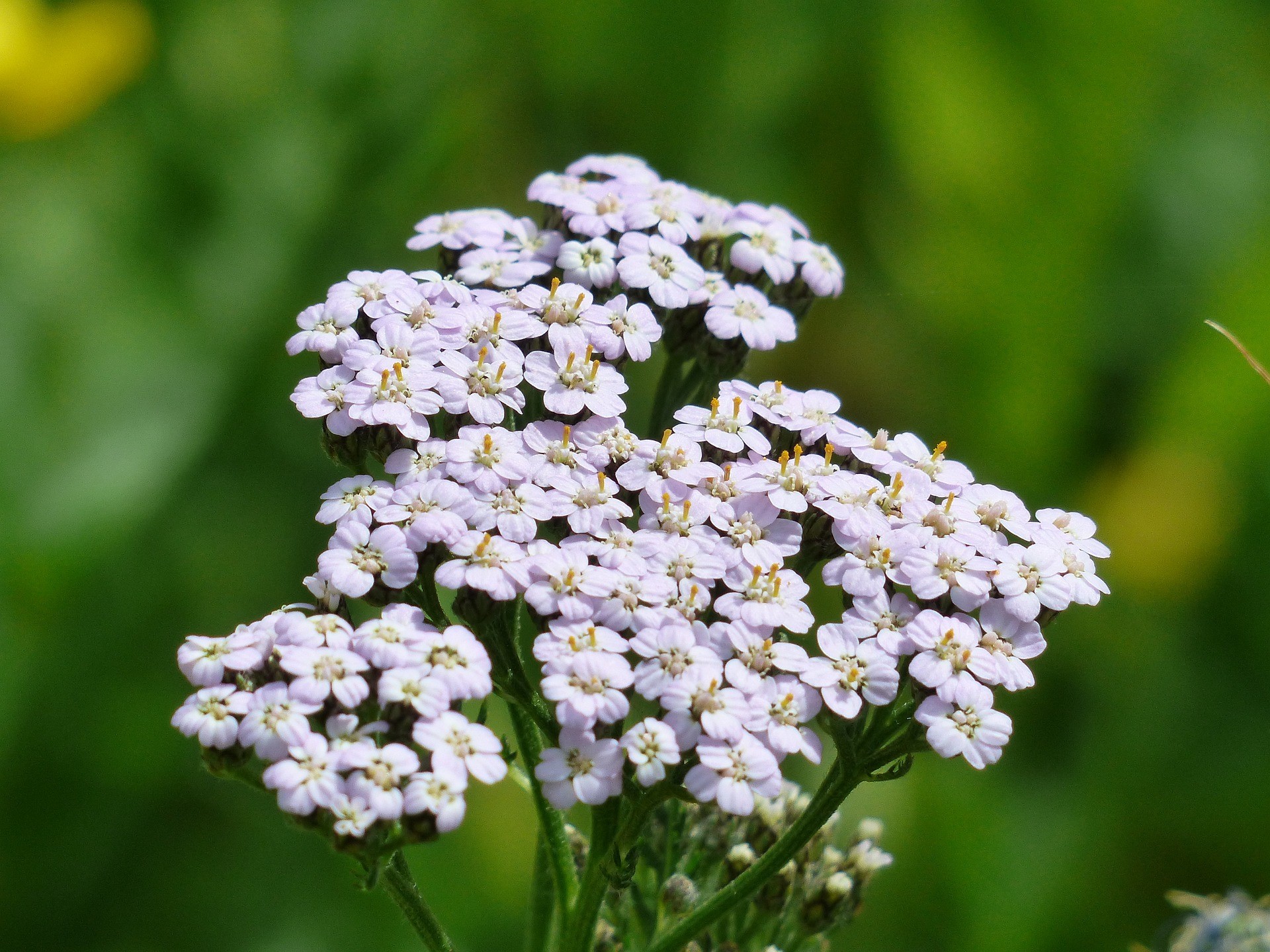 yarrow-gbd5b04614_1920.jpg