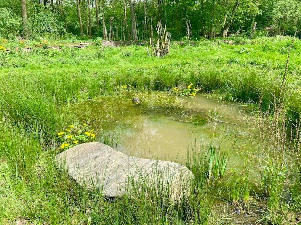 Zelf aangelegde amfibieënpoel arnoud wolff van Groen Oost.png