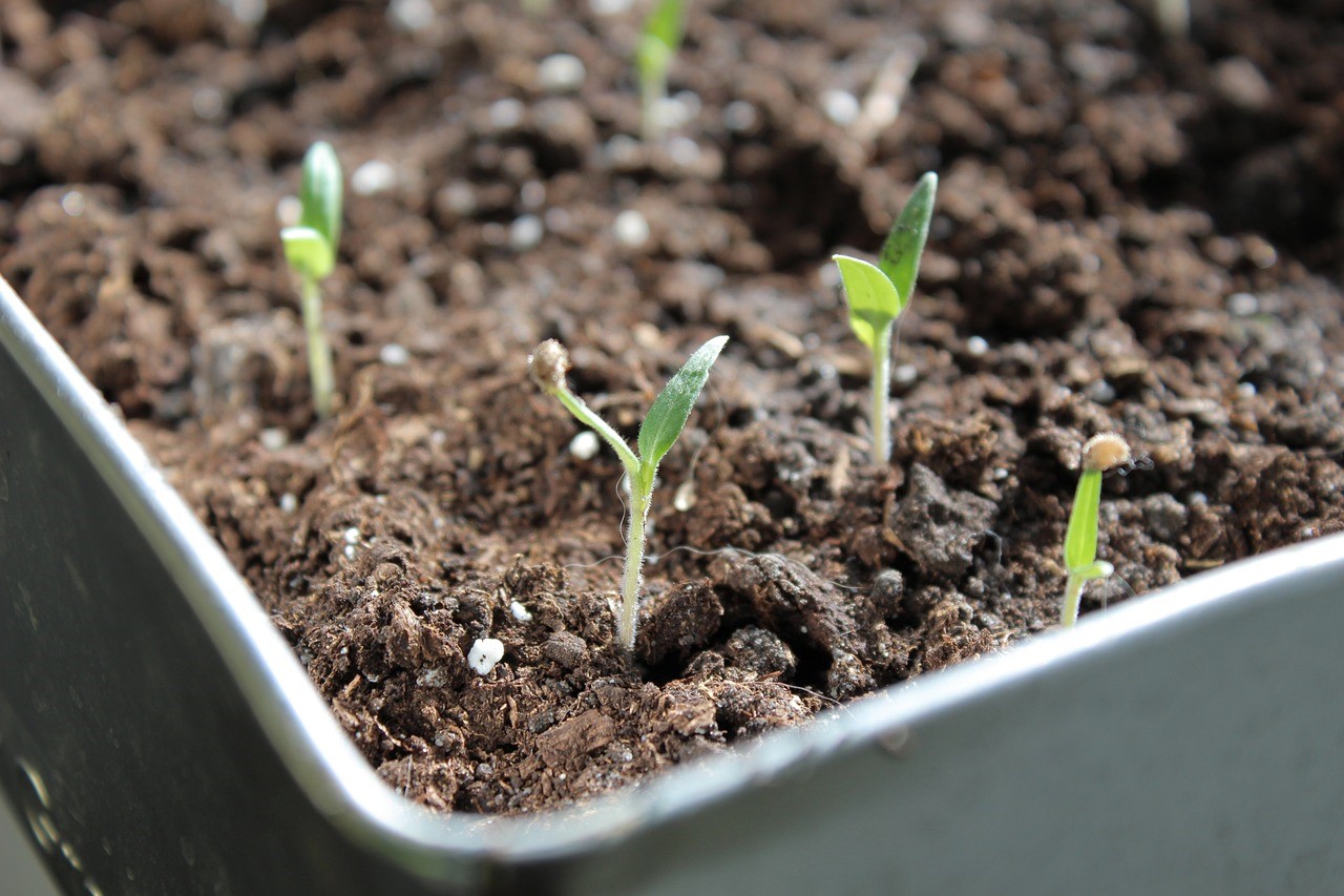 seedling-4550170_1280.jpg