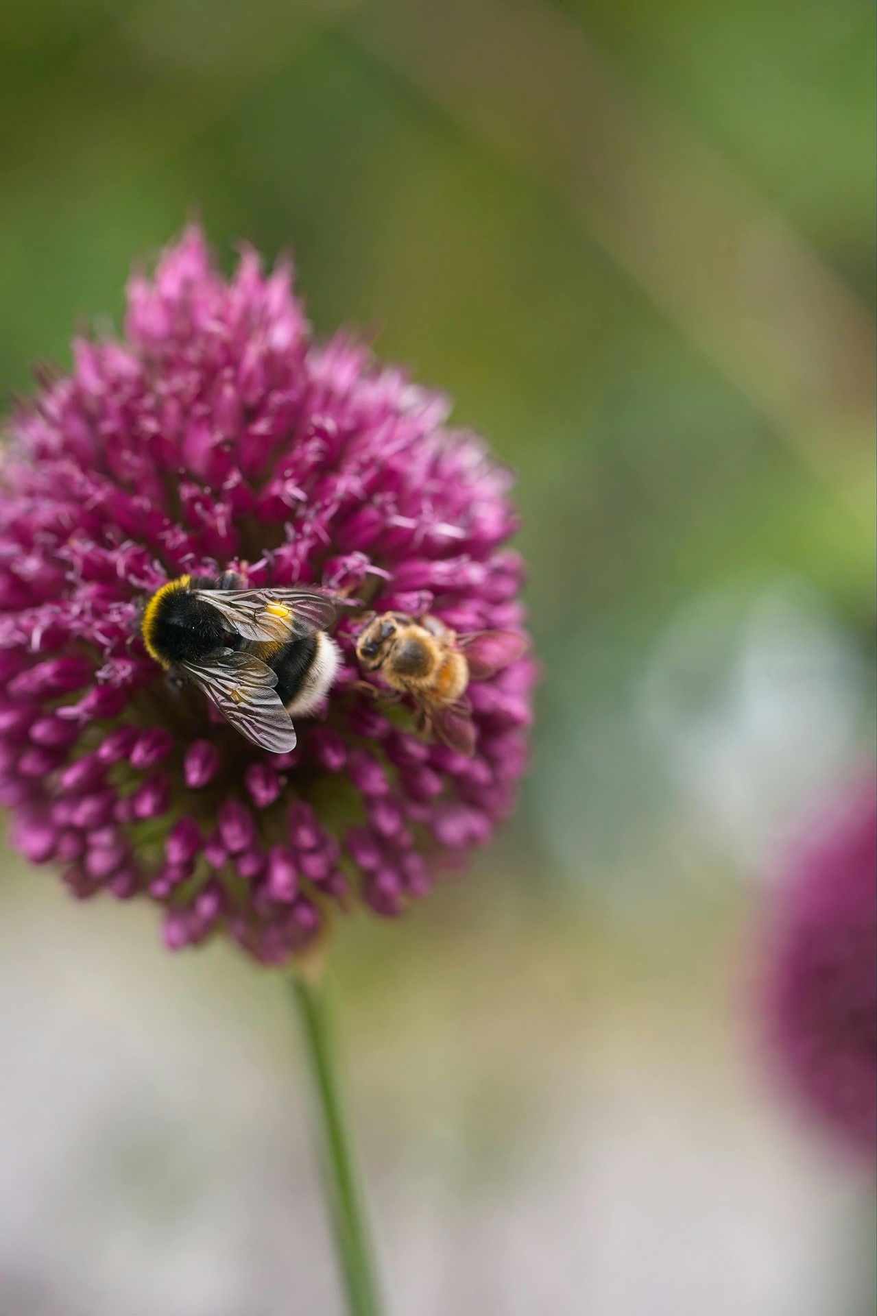 pexels-sylwester-ficek-154797634-32894518.jpg